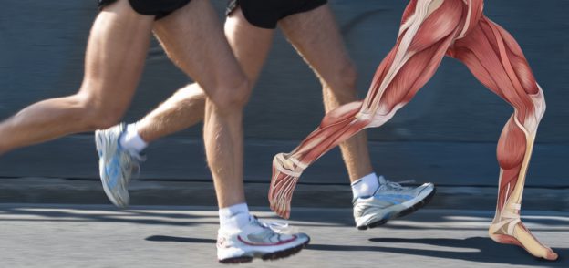 ACHILLES TENDON: ANATOMY AND FUNCTION