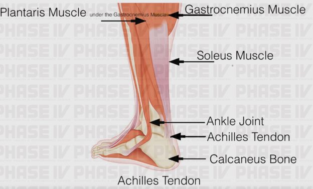 ACHILLES TENDON: ANATOMY AND FUNCTION