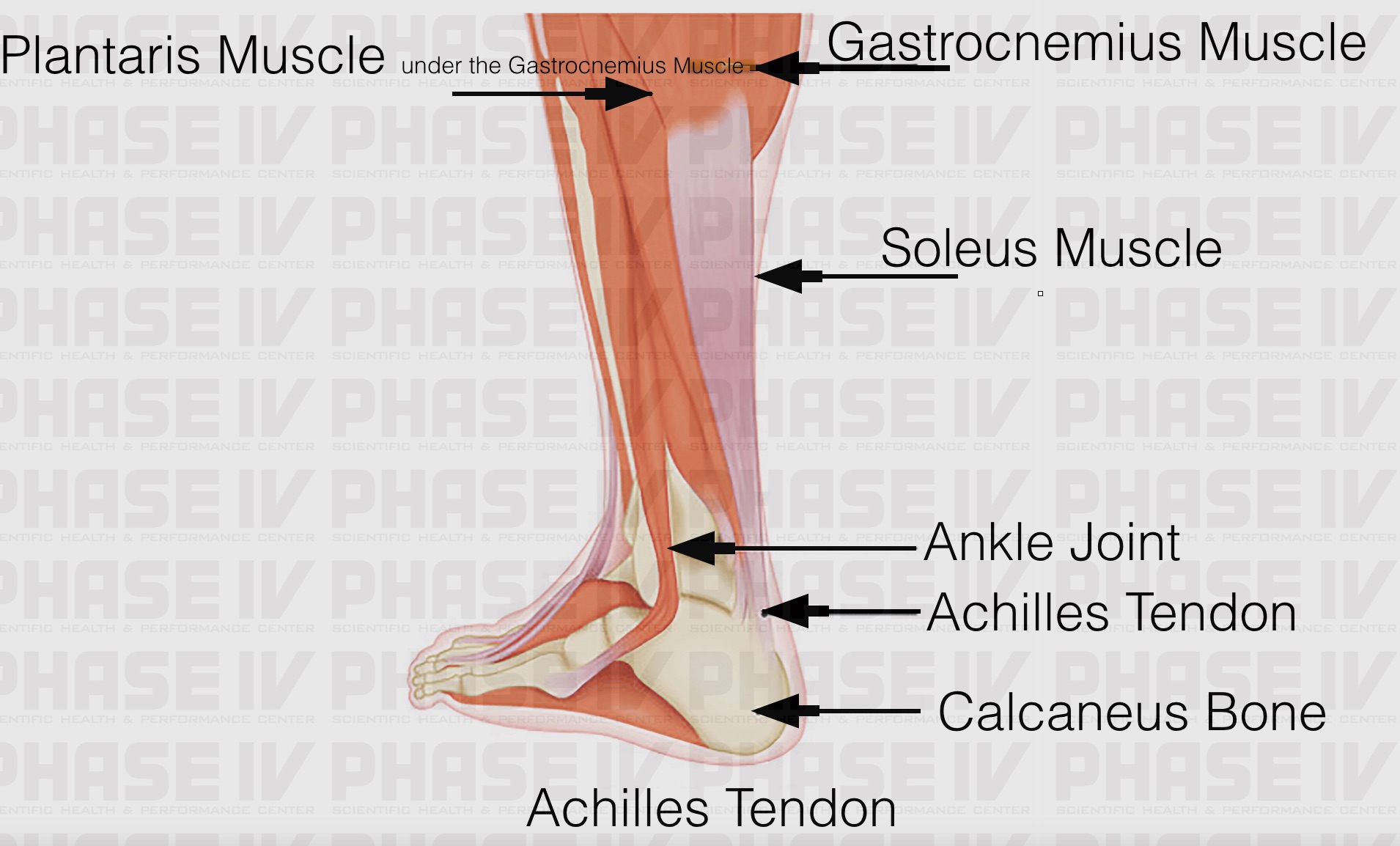 Achilles Tendon Anatomy Diagram