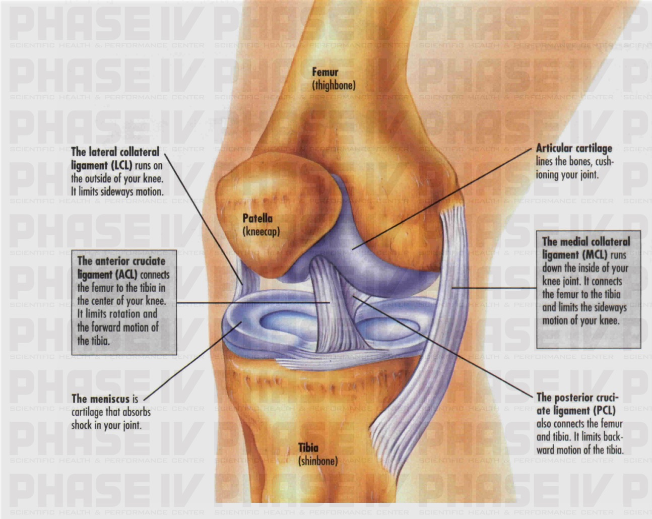 The iliotibial band and site of injury at lateral epicondyle of